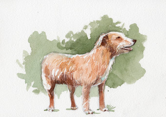 brown dog watercolor
