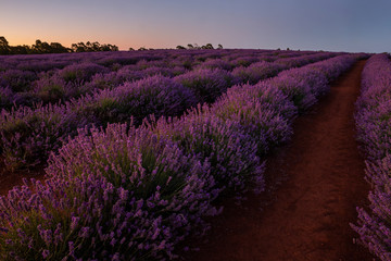 Bridestowe Lavender Farm, Tasmania
