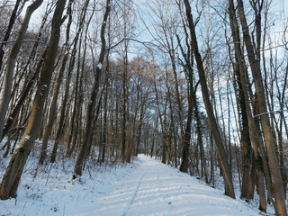 Lörrach. Weg durch verschneiten Wald am Tüllinger