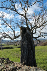Vieil arbre nu et son mur de pierre