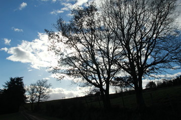 Chemin au crépuscule