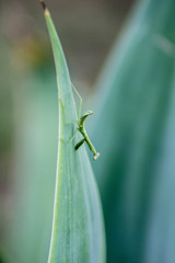 Praying-mantis