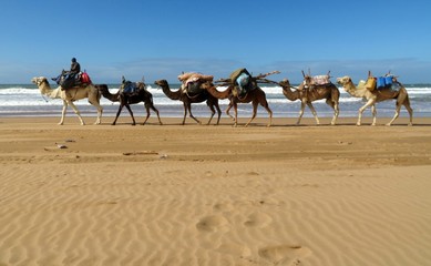 A loaded camel caravan walking along the Atlantic coast near Essaouira, Morocco towards the Sahara desert in the south with a camel driver in front 