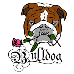 bulldog face graphic