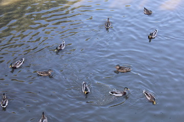 ducks in water