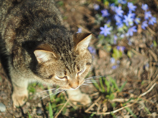 The cat looks forward