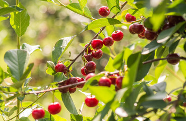 Cherries on a branch