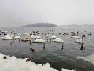 swans on the river Dnieper © Lyudmila Korol