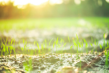 sapling rice field  5 days after insemination.