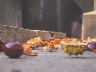 Chestnut shell on the ground