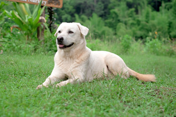 Golden Retriever waiting to play  on grass.