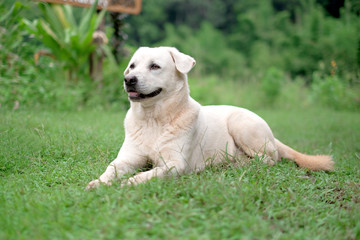 Golden Retriever waiting to play  on grass.