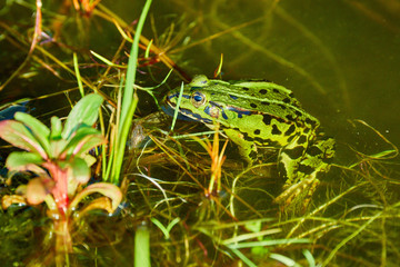 Frosch
