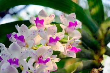 The white orchid petals purple beautiful nature.