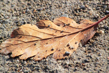 Blatt