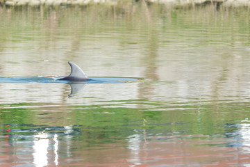 Fototapeta premium The bottlenose dolphin in the river