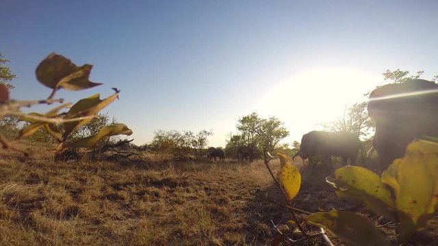 An elephant gets startled by a GoPro camera hidden in a bush in The Greater Kruger National Park, with a herd of elephants in the background