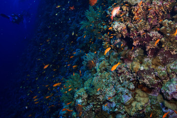 Naklejka na ściany i meble Coral reef at the Red Sea, Egypt