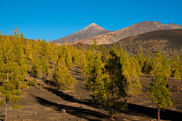 Obraz premium Pico viejo and teide volcano craters above the pine trees