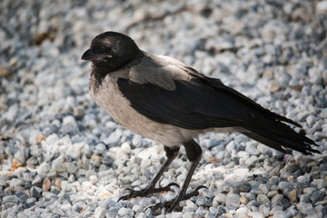 The hooded crow