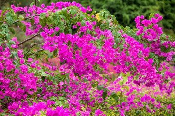 Pink Blossom Cluster, Beautiful spring flowers on the tree