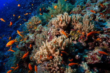 Fototapeta na wymiar Finger Leather Corals at the Red Sea, Egypt