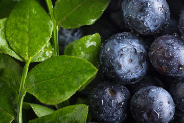  Ripe and juicy fresh picked blueberries closeup.