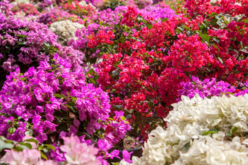 Flowers in Asia, Beautiful bushes with bright pink, red and white flowers