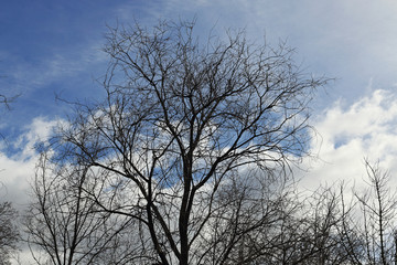 Trees with branches without leaves and blue sky