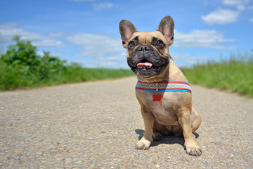 Wide angel dog photography of a cute smiling female French Bulldog sitting on a country road surrounded by fields and blue sky