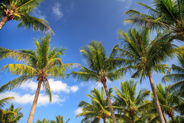 Obraz na płótnie Canvas Palm Tree on the ocean against the sky