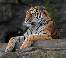 Siberian tiger on the beam. Latin name - Panthera tigris altaica
