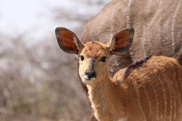 Nyala Baby