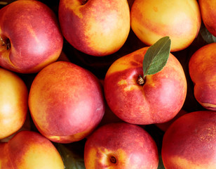 Ripe juicy nectarines with leaves.