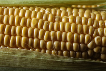 Fresh sweet corn on cobs .