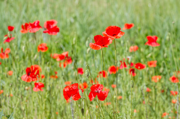 Flowers of beautiful red poppies