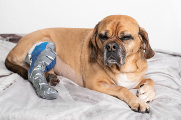 Verletzter Hund mit Schmerzen