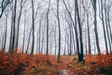 Ausflug nach Sassnitz auf der Insel Rügen - Nationalpark Jasmund