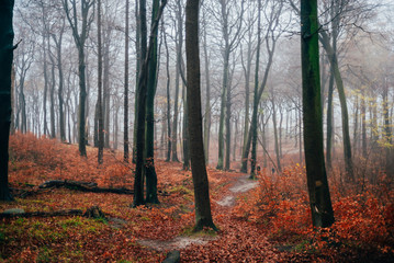 Ausflug nach Sassnitz auf der Insel Rügen - Nationalpark Jasmund