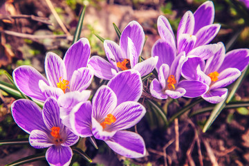 Spring flowers snowdrops, purple flowers snowdrops in the snow,  crocus flowers in the snow thaw