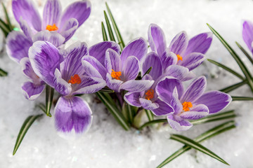 purple flowers snowdrops in the snow,  crocus flowers in the snow thaw