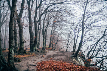 Ausflug nach Sassnitz auf der Insel Rügen - Nationalpark Jasmund