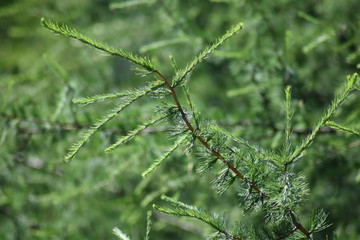 Branche de mélèze ou épinette route