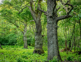 Fototapeta premium three trees in a row in a forest 