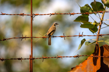 yellow-vented Bulbul Bird sit on a rusty barbwire with nesting material in the breeding season