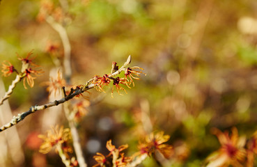 Witch Hazel