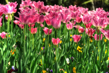Pink Tulip Flowers.