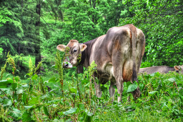 Cow in the Green Forest in Switzerland.