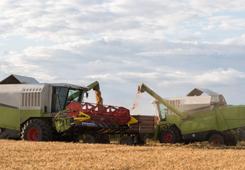 Fototapeta premium Pouring wheat grain into tractor trailer after harvest