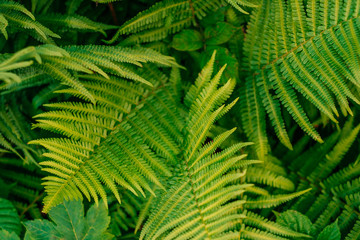 Green fern leaves in sunlight. Textured background of a tree.